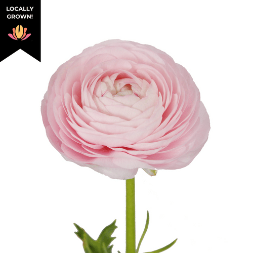 8fc6aca1-0760-410a-a22e-2042942b243b.png Ranunculus Pink cramer - RAN PINK CRAMER - Image 1