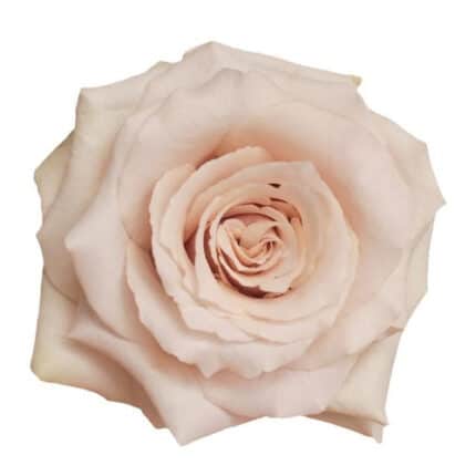 Rose Garden Bridesmaid holex(1