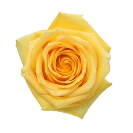 Rose Hummer 60cm rfi