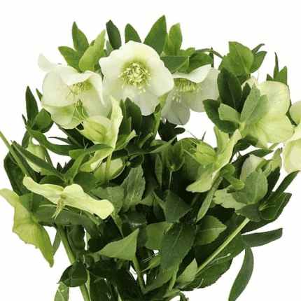 Helleborus White israeli
