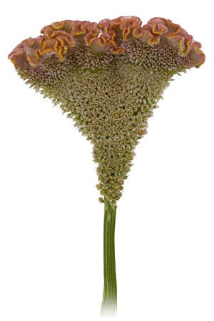 Coxcomb Peach/org mccreight