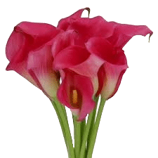 Calla Hollywood holl