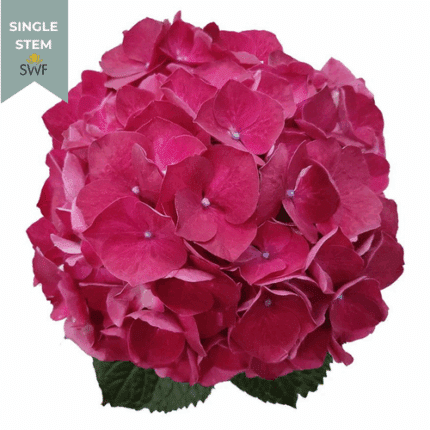 Hydrangea Dk Pink fresca(STEM)
