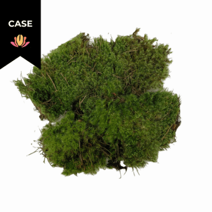 Moss Mood (case)
