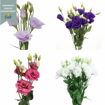 Lisianthus Asst(15case)florsan