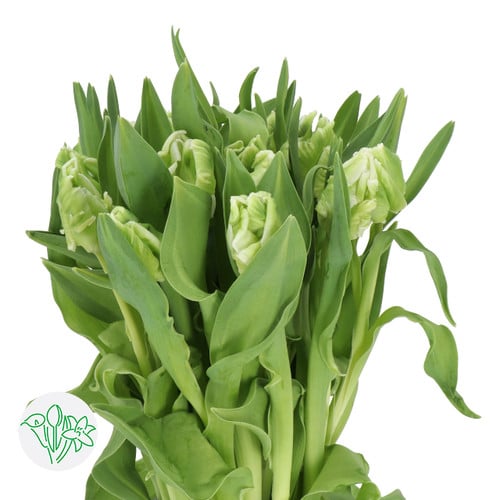 9015601e-25ef-440a-bc5a-a9ff68400fd2.jpg Tulip Green Parrot holl - Image 1