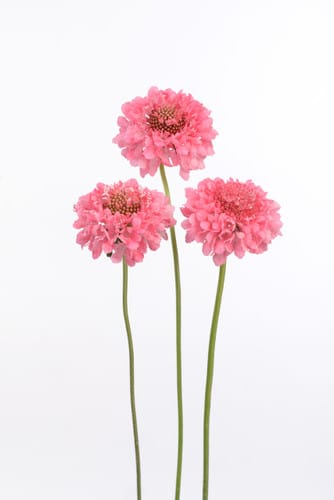 Scabiosa Scoop Pink aviv