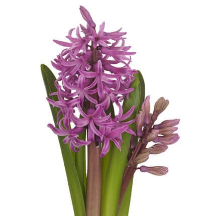Hyacinth Purple Voice holl