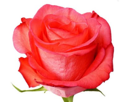 Rose High&Booming 70 priv coll