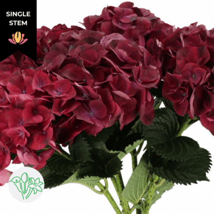 Hydrangea Ruby Aubergine holl(
