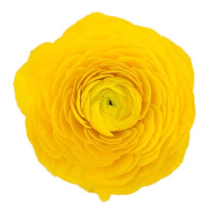 Ranunculus Yellow fresca