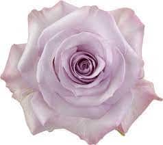 Rose PurpleHaze 50cm rfi