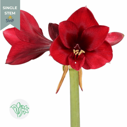 Amaryllis RoyalVelvet(stm.)holl burg