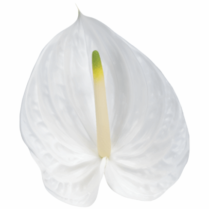 Anthurium Presence Lg RF