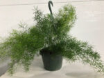 8" SPRINGERI - Image 2