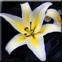 TIME OUT lily hosa white