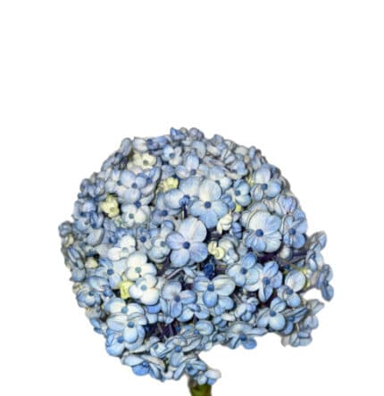 Hydrangea Blue Popcorn rfi(STE