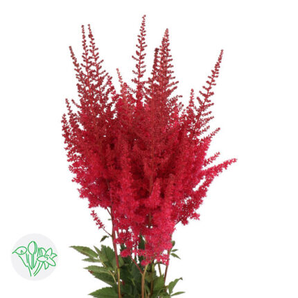 Astilbe Paul Gaarder holl - ASTI RED