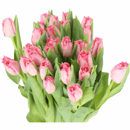 Tulip Frill Med Pink holl xtra