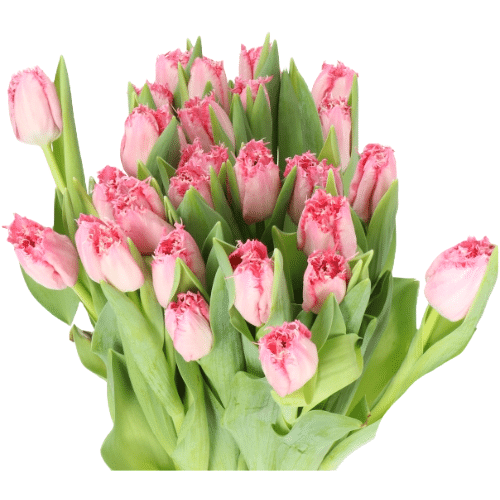90866dcb-a5a8-408c-9095-faaebde5d235.png Tulip Frill Med Pink holl xtra - Image 1