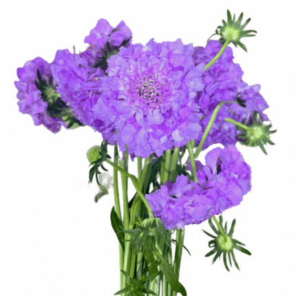 Scabiosa Milka israeli
