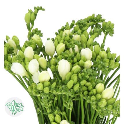 Freesia Dbl Paris holl White