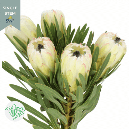 Protea White Night holl(STEM)