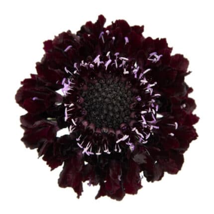 Scabiosa Blackberry fresca