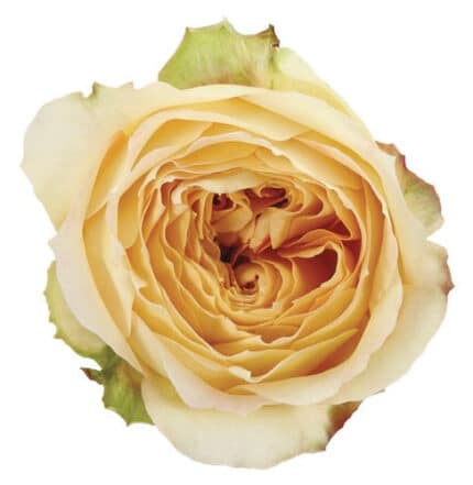Rose Caramel Antique trilogy