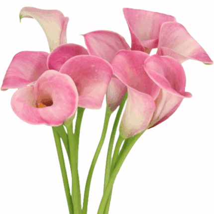 Calla Pink bella