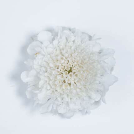 Scabiosa Scoop Milky holl