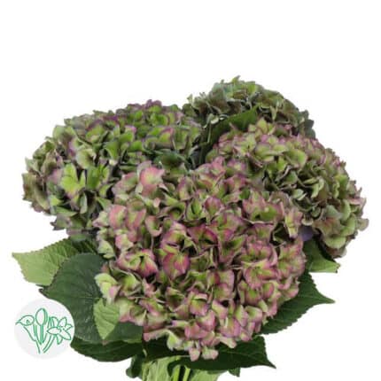 Hydrangea Ant Purple&Green hol