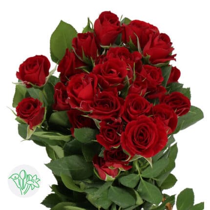 RoseSpray Pushkin holl