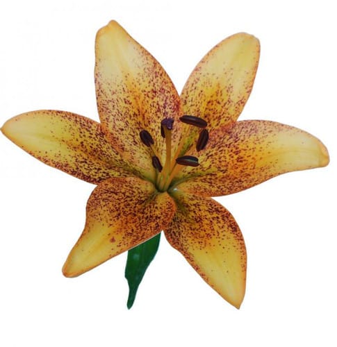 90b9084e-e54d-4a76-9097-883159e0c785.jpg Lily Tango Funny Girl rio - Image 1