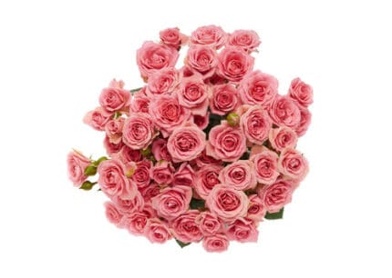 RoseSpray SweetSensation rio