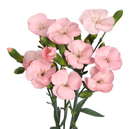 Dianthus Sparkz Pink sole