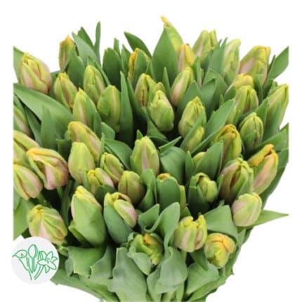 Tulip Org Air Parrot holl