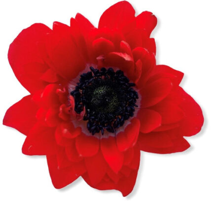 Anemone Red Fullstar anton