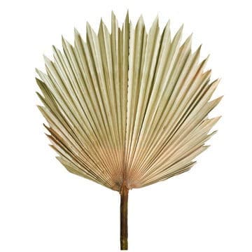 Palm  Natural holl