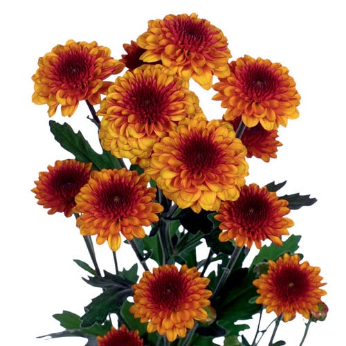 90f94f00-ba84-4c10-829f-91074c089693.jpg Pom Button Lexy  - P B LEX RIO - Image 1