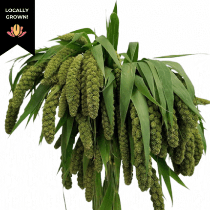 Millet Setaria Green cramer