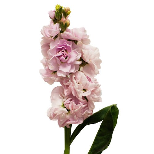 910dd88b-d5a6-473f-842f-d51374425ebc.jpg Stock Pale Pink sing - Image 1