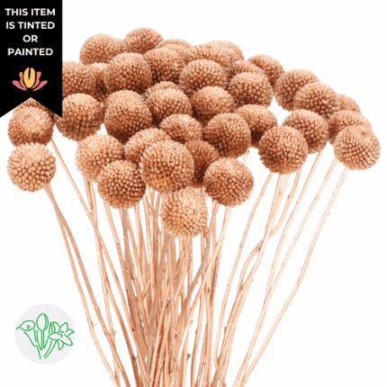 Craspedia Copper holl