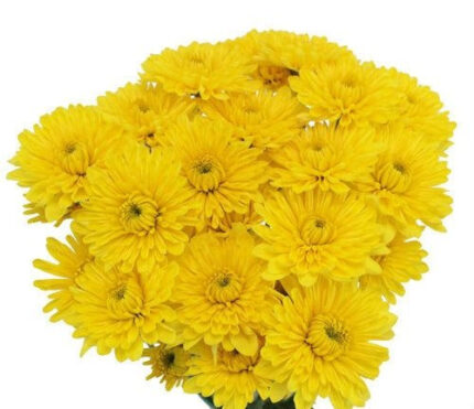 C yellow poms hendricks