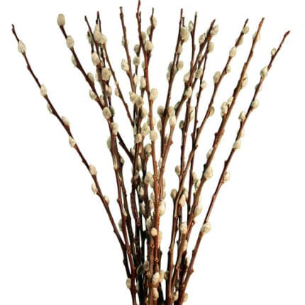 PussyWIllow 4' catkin seaberry