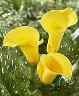 Calla Serrada holl
