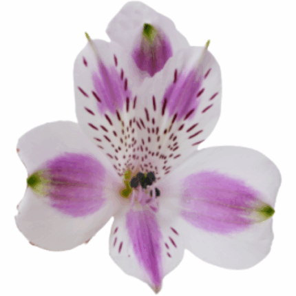 Alstro SupSel Bohemian(BiColor