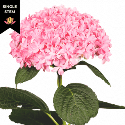 Hydrangea Luxor Pink chile(st)