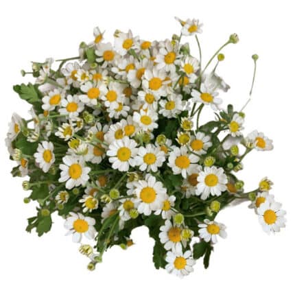 Tanacetum Amazon holl