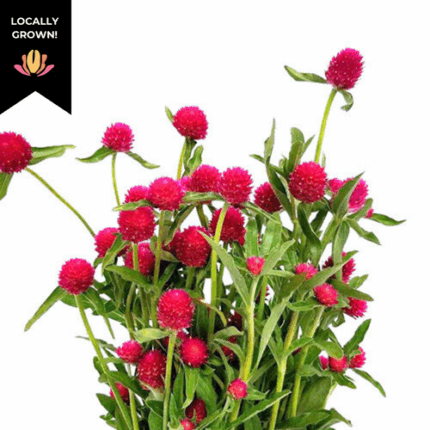 Gomphrena Carmine cramer